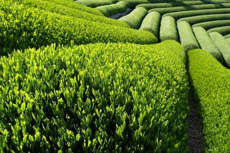 خرید 78 هزار تن برگ سبز چای از چایکاران شمال کشور 