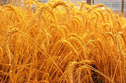 احتمال کاهش تولید گندم در سال جاری