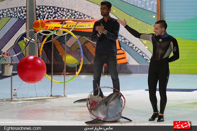 دلفین‌ها به برج میلاد رسیدند (گزارش تصویری)