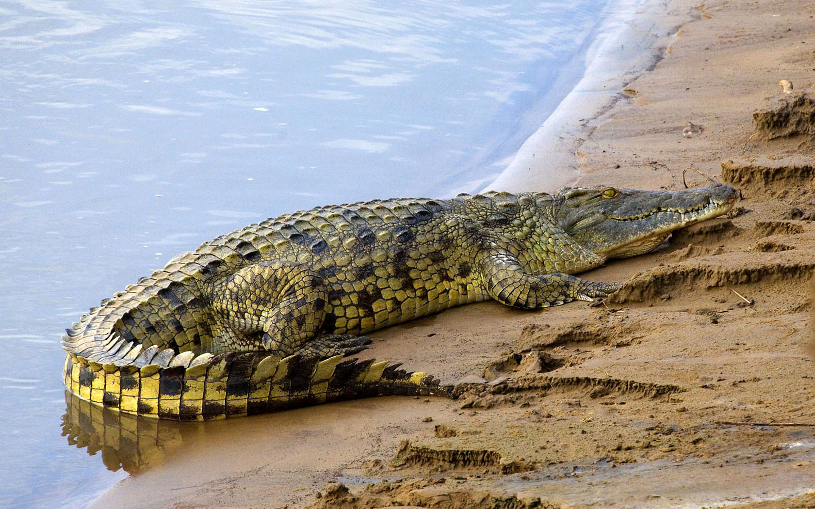 مار پیتون تمساح 1.5 متری را بلعید+ فیلم