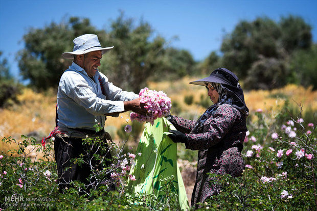 پیشنهادی دلارآور برای سرمایه‌گذاران/کشت گل محمدی به جای محصولات آب‌بر