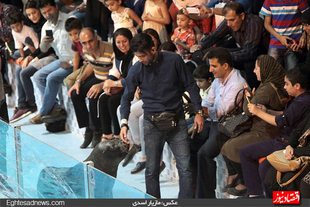 دلفین‌ها به برج میلاد رسیدند (گزارش تصویری)