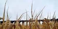 احتمال افزایش قیمت جهانی گندم 