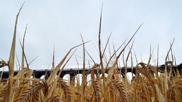 احتمال افزایش قیمت جهانی گندم 