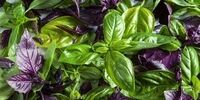 این گیاه خوش عطر و بو قاتل پیری است