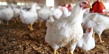 توقف واردات گوشت مرغ/ خرید هیچ محدودیتی ندارد