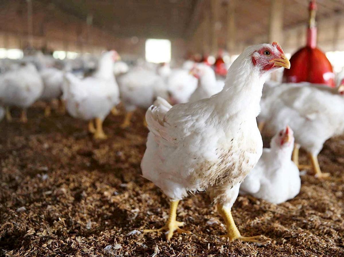توقف واردات گوشت مرغ / خرید هیچ محدودیتی ندارد