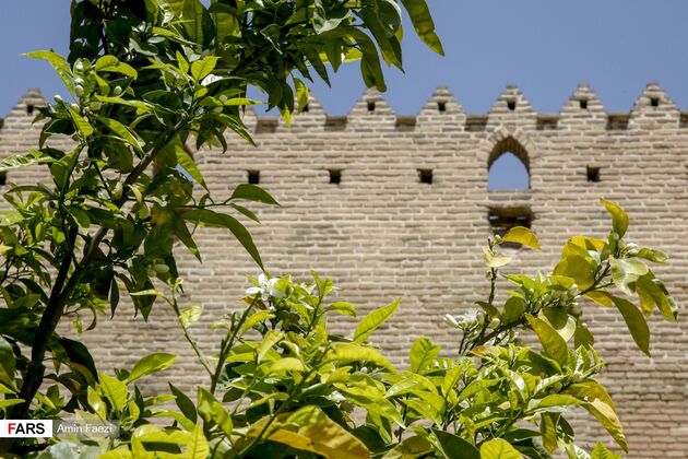 بوی بهار نارنج در اردیبهشت شیراز