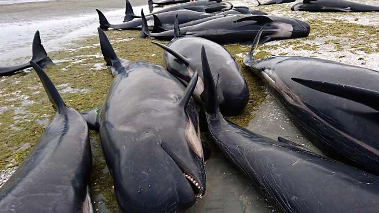 بزرگترین مرگ دسته جمعی نهنگ خلبان / عامل به گل نشستن نهنگ ها شناسایی شد؟+ فیلم