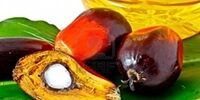 کاهش قیمت روغن پالم در بازار جهانی