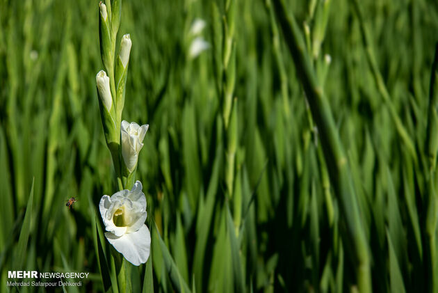 3842010_MSD_3959