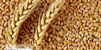 ریزش قیمت جهانی غلات پس از قرارداد استانبول