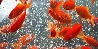 چرا نباید ماهی قرمز را در محیط‌های طبیعی رها کنیم؟
