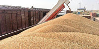  مجوز واردات گندم صادر شد