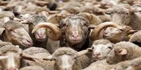 قیمت روده گوسفند در ایران نجومی شد!