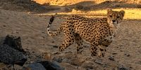 رونمایی از شناسنامه ۲ یوز آسیایی/ نیکی و نیکان معرفی شدند + عکس

