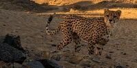 رونمایی از شناسنامه ۲ یوز آسیایی/ نیکی و نیکان معرفی شدند + عکس

