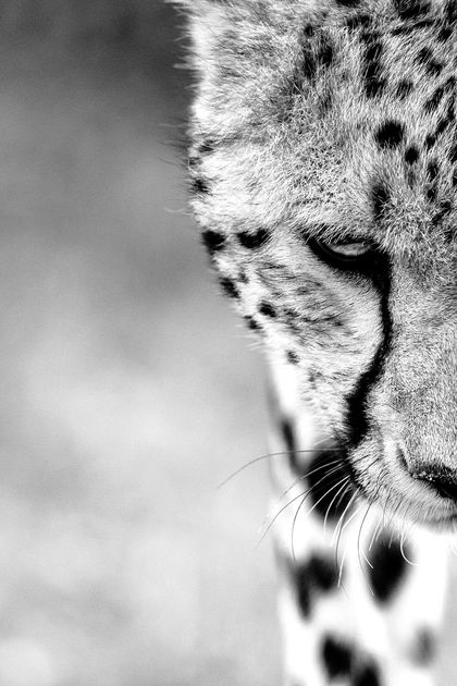 ۱۰ عکس برتر یوزپلنگ‌ها در جشنواره جهانی «حیات‌وحش را بخاطر بسپار»