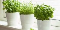 ۴ ترفند ساده برای تازه کردن سبزی پژمرده