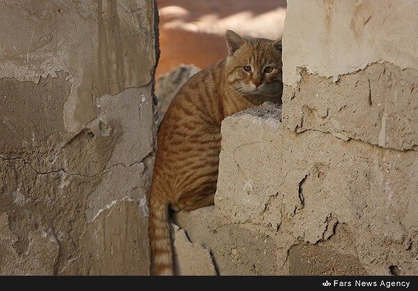 زلزله در منطقه خنج استان فارس