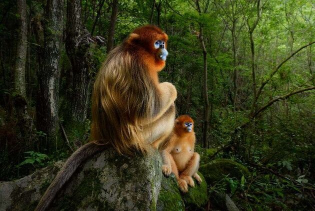 WildLife 1