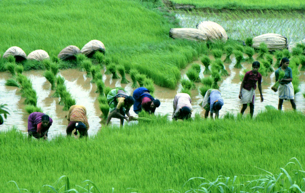 تلاطم در شالیزار/ هند بازار جهانی برنج را به هم زد!