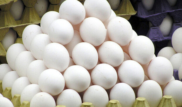 توزیع تخم‌مرغ با قیمت مصوب از امروز در تهران 