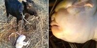 وقوع یک اتفاق جنجالی؛ زایمان یک بز انسان از آب درآمد!+عکس