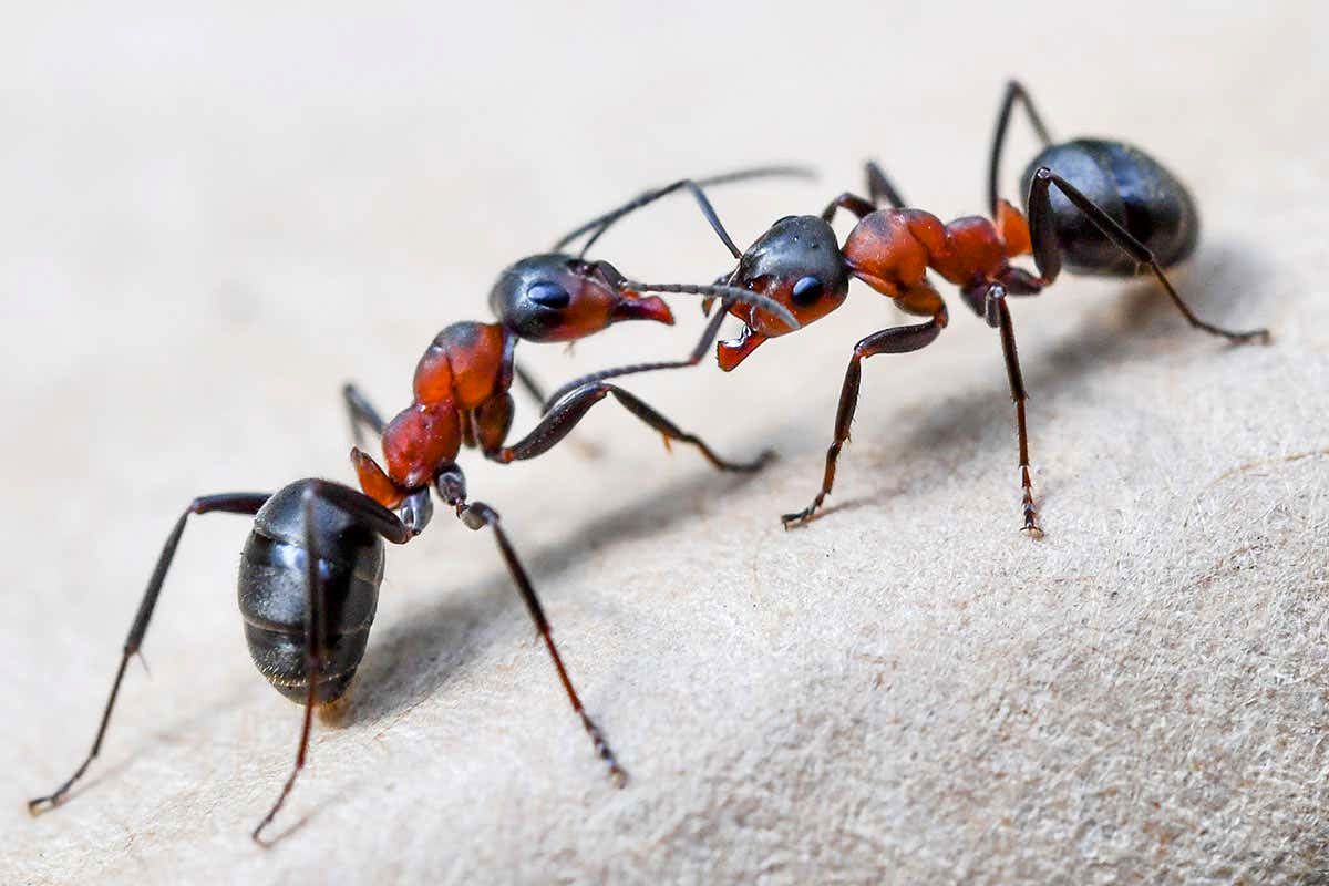 عکسی ترسناک از صورت مورچه