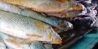 کسب ثروت نجومی ماهیگیر پس از فروش ماهی های ممنوعه! 