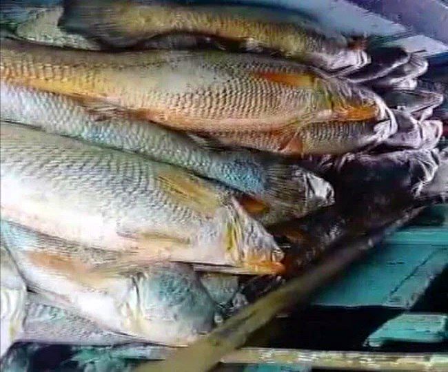 کسب ثروت نجومی ماهیگیر پس از فروش ماهی های ممنوعه! 