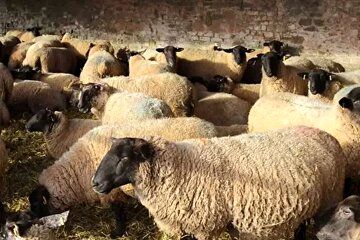 گوسفند ارزان شد/ قیمت جدید دام‌ زنده امروز ۱۰ بهمن ماه ۱۴۰۴ + جدول