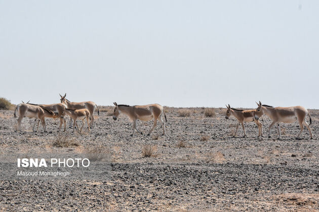 62390421_mohaghegh-isna-16