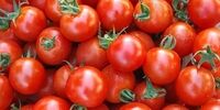 قیمت گوجه فرنگی در سال 1401 عجیب شد