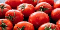 مصرف بیش از حد گوجه فرنگی این خطرات را دارد 

