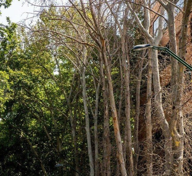ماموریت به دادستان تهران برای بررسی علت خشک شدن درختان خیابان ولیعصر