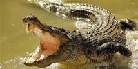 سازمان محیط زیست خبر داد؛ وجود ۳۰۰ الی ۴۰۰ تمساح در رودخانه‌ باهوصلات/با وضعیت کنونی قطع دست کودکان بازهم اتفاق خواهد افتاد