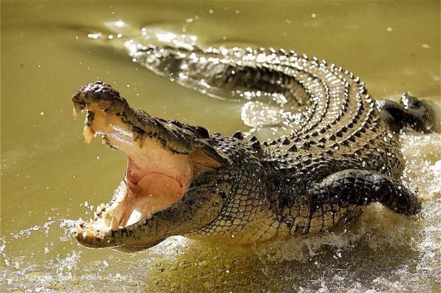 سازمان محیط زیست خبر داد؛ وجود ۳۰۰ الی ۴۰۰ تمساح در رودخانه‌ باهوصلات/با وضعیت کنونی قطع دست کودکان بازهم اتفاق خواهد افتاد