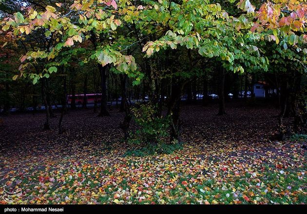 پاییز هزار رنگ در گرگان