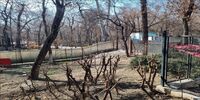 آمار شوکه‌کننده از آتش‌سوزی فضای سبز تهران/ ۳۹ هزار حریق در 10 سال اخیر