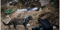 پای گربه‌ها به جنگ اوکراین باز شد!+عکس