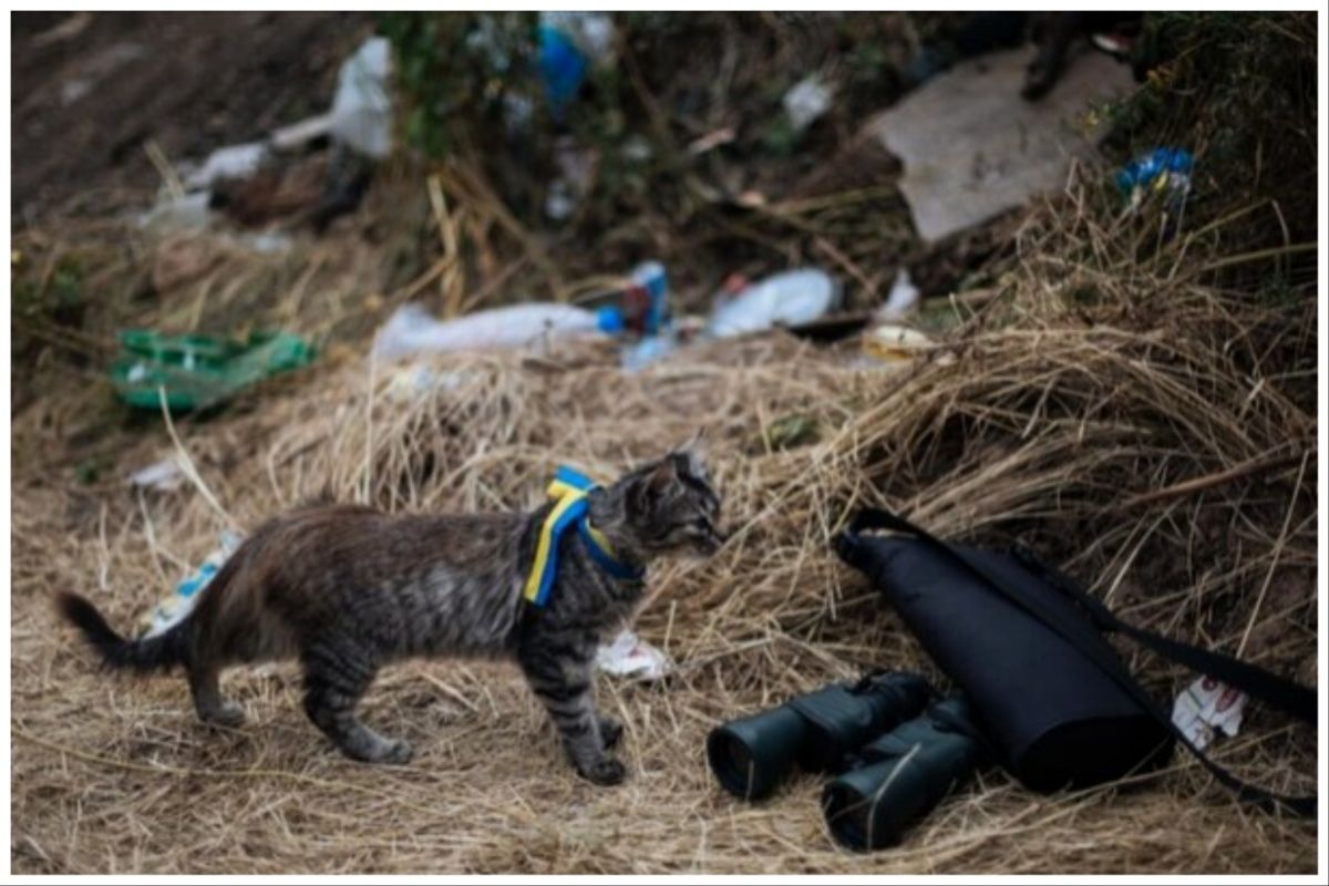 پای گربه‌ها به جنگ اوکراین باز شد!+عکس