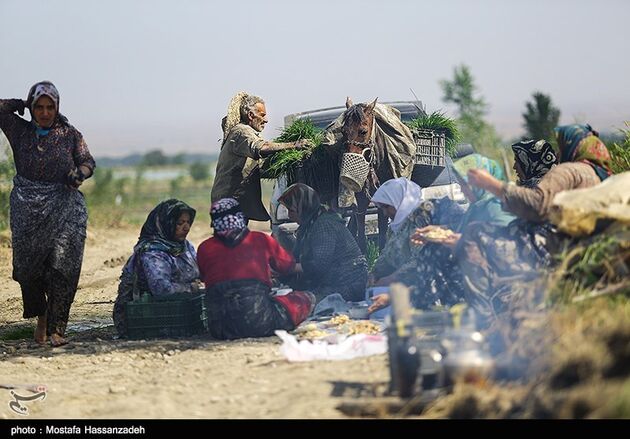 نشا برنج در گلستان