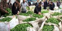 قیمت جدید چای در بازار اعلام شد