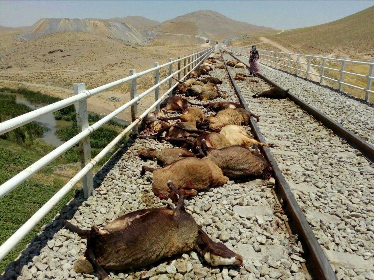 قطار شیراز-تهران، ۲۵ راس گوسفند را له کرد

