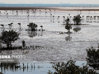 تصاویر| وقتی تالاب می‌میرد