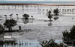 تصاویر| وقتی تالاب می‌میرد