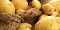 تغییر رویه عرضه این کالای اساسی در کشور / زمینه صادرات فراهم خواهد شد