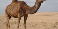 شترسواری دو فوتبالیست در قطر+تصاویر