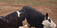 تب برفکی در اردبیل مشاهده شد